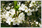 Plum blossoms