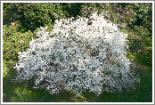 Plum blossoms (zoom out)