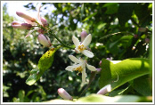 Lemon blossoms