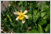 Narcissus