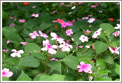 Vinca (Catharanthus roseus) 