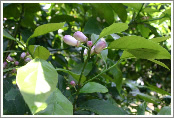 Lemon blossoms