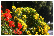 Cassia corymbosa (The Maiden of Andes)