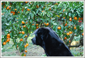 Make mikan picking more fun with your dog