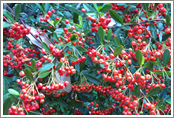 Pyracantha (Fire thorn)