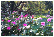 Vinca (Catharanthus roseus)