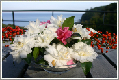 Azalea and Pyracantha