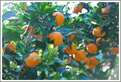 December is peak harvest season for mikan