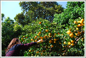 December is also peak picking season for mikan