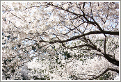 The cherry blossoms in full bloom at the farm entrance in spring