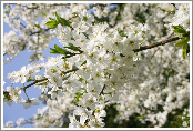 Plum blossoms