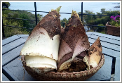 Freshly harvested bamboo shoots