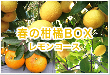 Spring citrus Gift Box(Lemon)