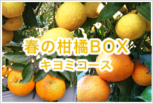 Spring citrus Gift Box(Kiyomi)